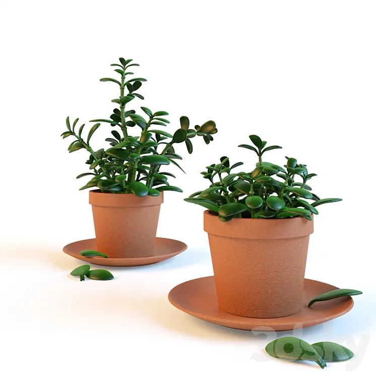 Home plant "Crassula" in the pot 3DS Max Model
