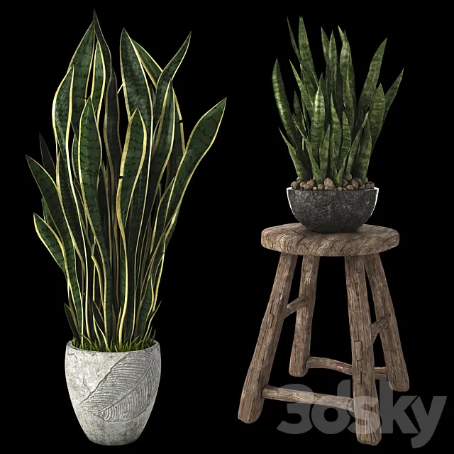 Home plant sansevieria 3ds Max