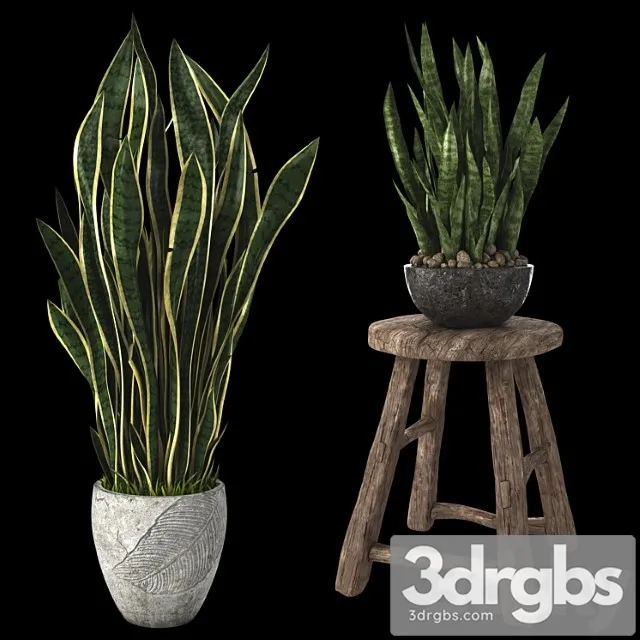 Home plant sansevieria