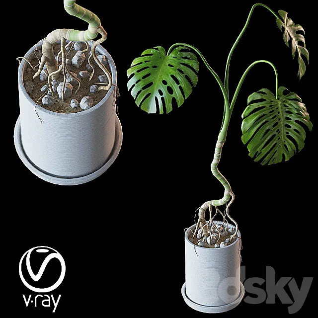 Home plant v2 (Realistic) 3ds Max