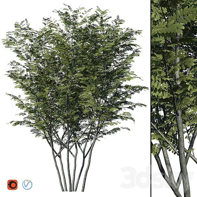 Honey locust 3ds Max