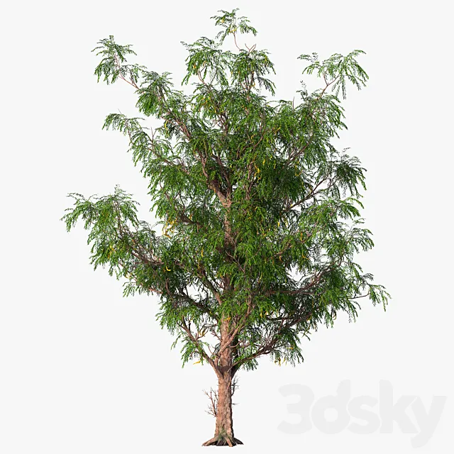 Honey locust _ Acacia 3ds Max