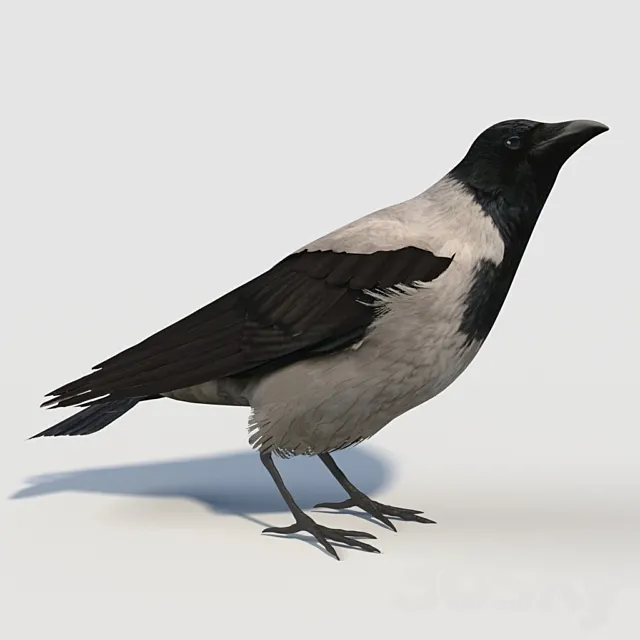 Hooded Crow (bird) 3DS Max Model