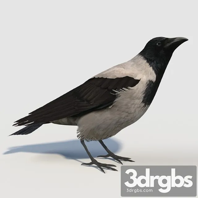 Hooded crow (bird)