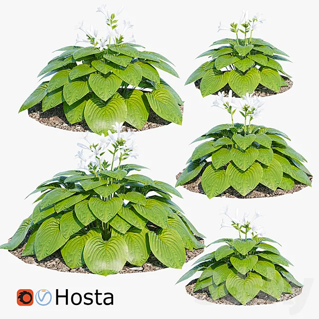 Hosta two 3ds Max