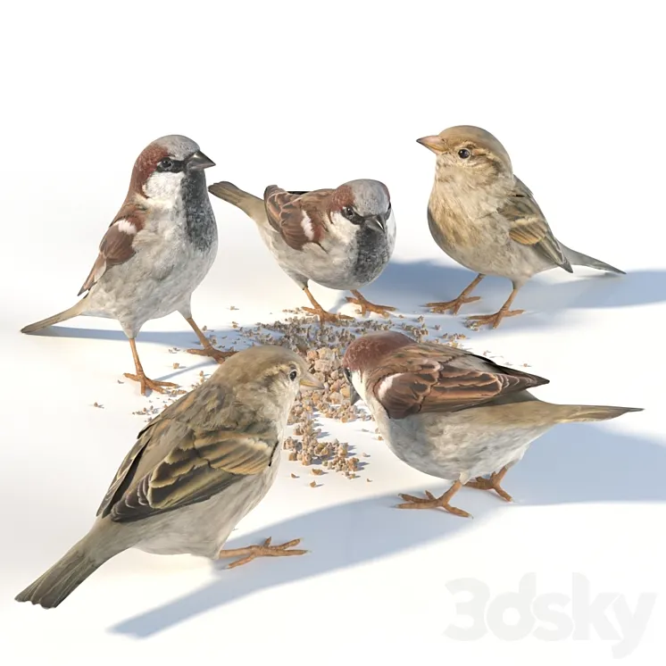 House Sparrow \/ 1 3DS Max