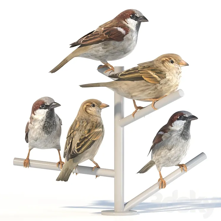 House Sparrow \/ 2 3DS Max
