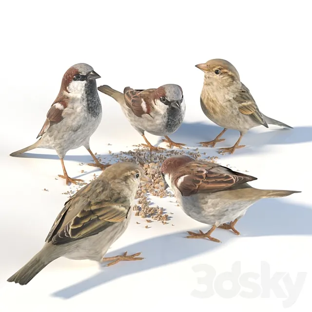 House Sparrow _ 1 3DSMax File