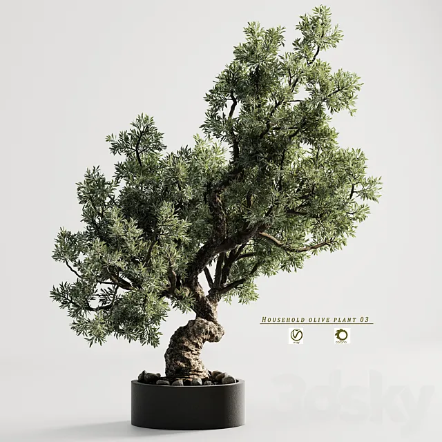 household olive plant 03 3DS Max Model