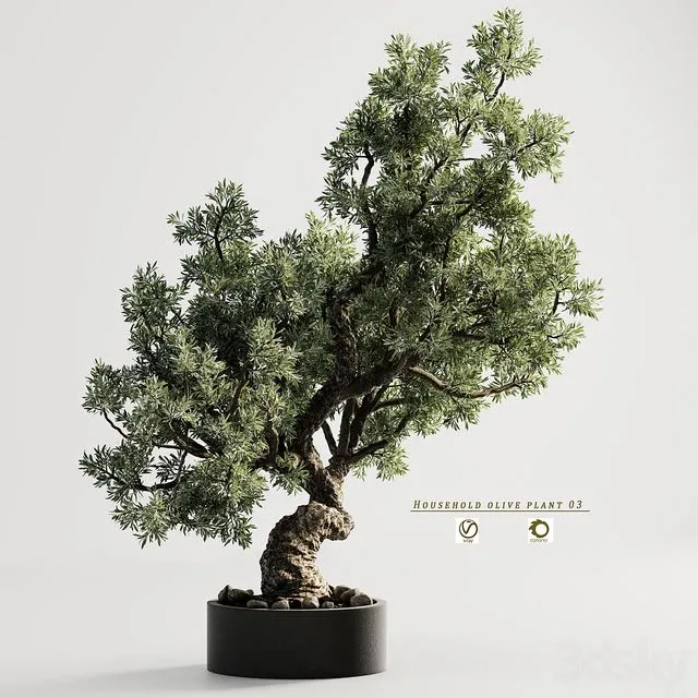 household olive plant 03 3dsMax Model