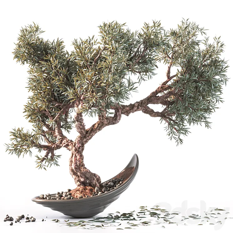Household olive plant 3DS Max