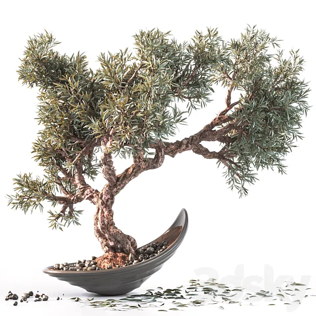 Household olive plant 3DSMax File