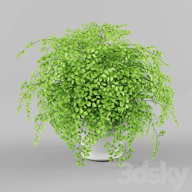 Houseplant 3DS Max Model