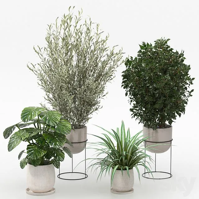 Houseplants collection (V-Ray) 3dsMax Model