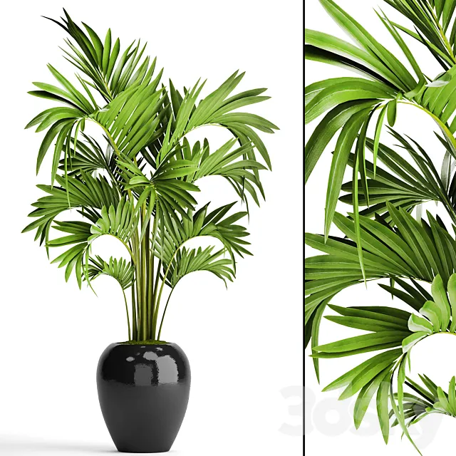 Howea decorative palm tree hovea pot flower black flowerpot interior 3ds Max