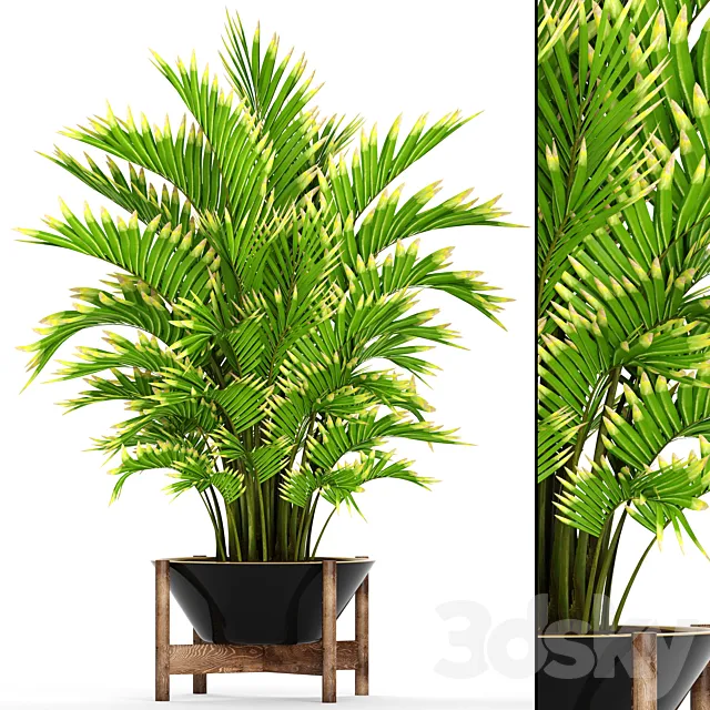 Howea forsteriana 2. ornamental palm howea pot flower 3ds Max