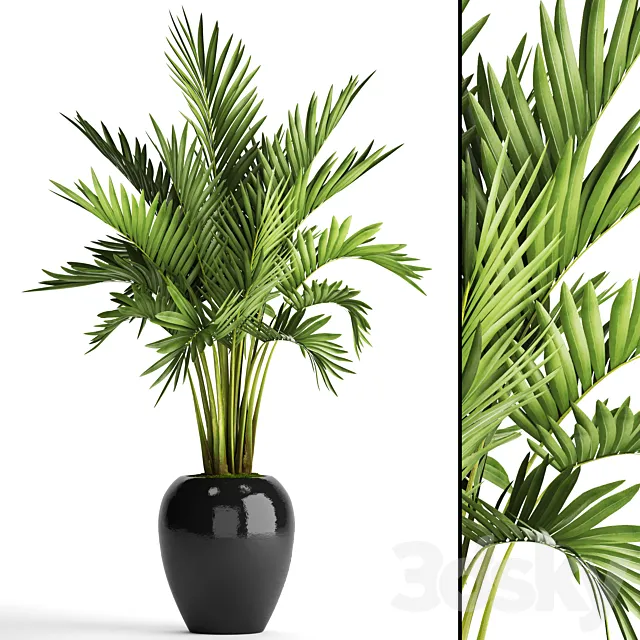 Howea forsteriana. decorative palm tree hovea pot flower black flowerpot interior 3ds Max