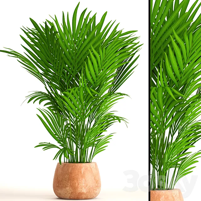 Howea Forsteriana kentia decorative palm tree indoor bush pot clay clinker flowerpot 3ds Max