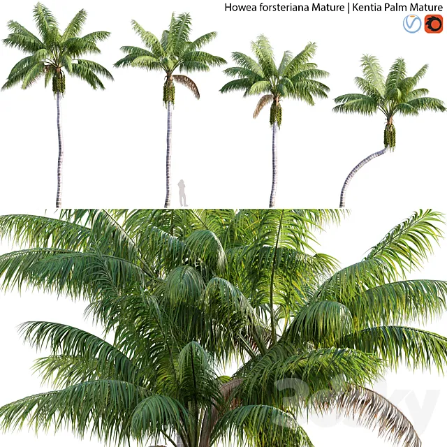 Howea forsteriana Mature – Kentia Palm Mature – 01 3ds Max