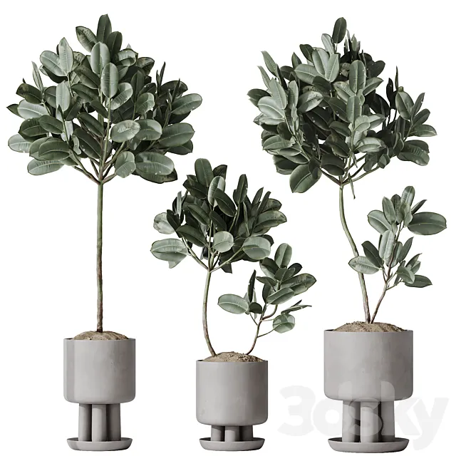 HQ HousePlants Rubber Ficus Elastica Abidjan Melany Set03 3ds Max