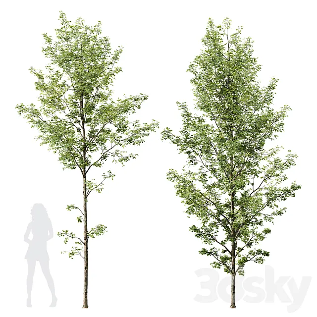 HQ Plants Alnus Glutinosa03 3DS Max Model