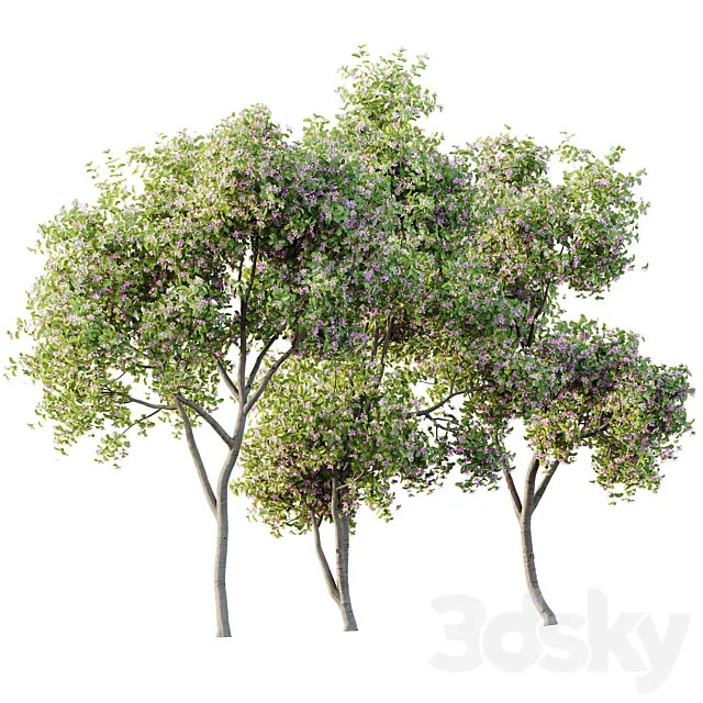 HQ Plants Butterfly Orchid Geranium Bauhinia Purpurea Purple Tree 3dsMax Model