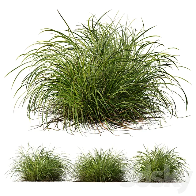 HQ Plants Carex Elata Aurea Grass Version2 3ds Max