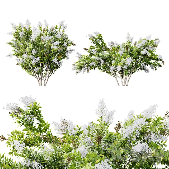 HQ Plants Myrtle White Flower little 3DS Max Model