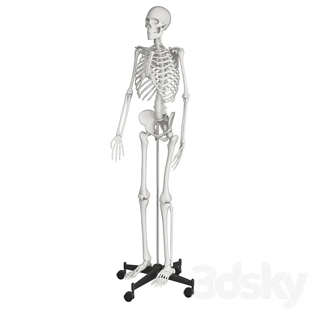 Human skeleton 3ds Max