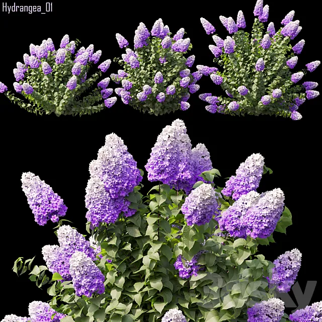 Hydrangea 01 3DS Max Model