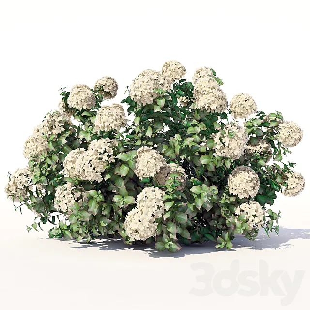 Hydrangea 3ds Max