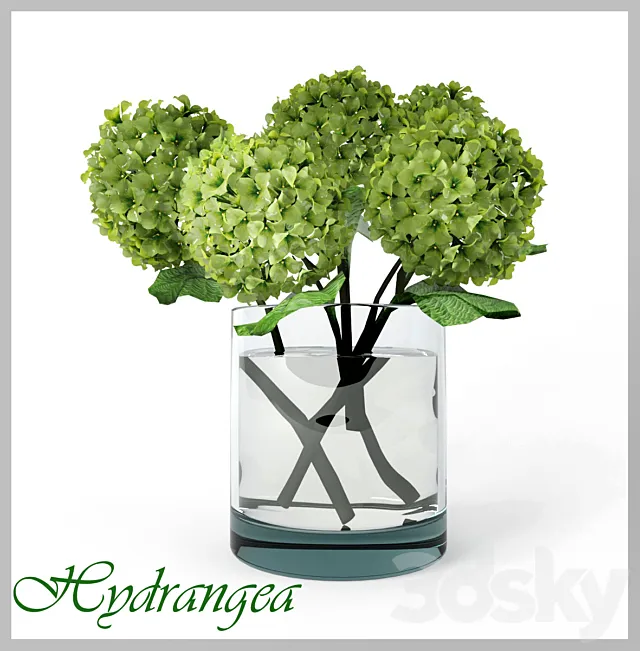 Hydrangea 3DS Max Model