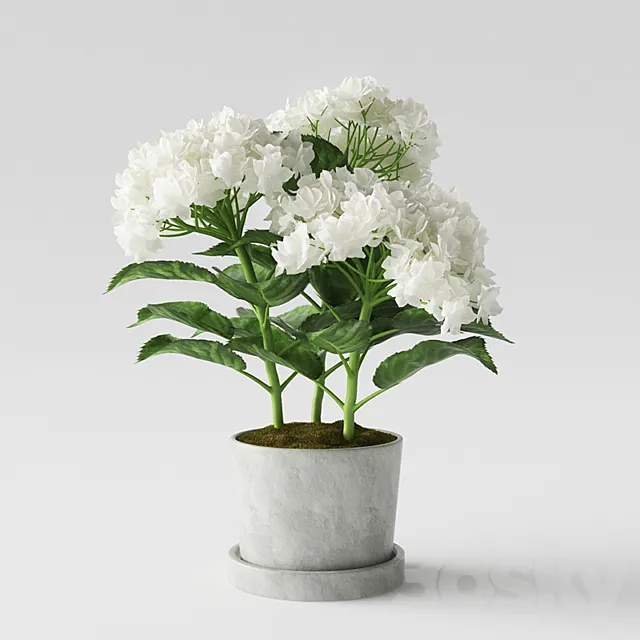 Hydrangea 3DSMax File