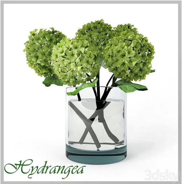 Hydrangea 3dsMax Model