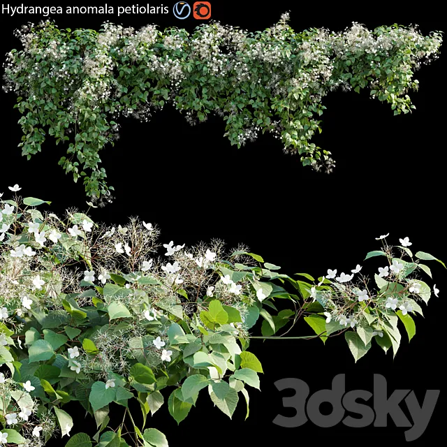 Hydrangea anomala petiolaris – Climbing Hydrangea 01 3DSMax File