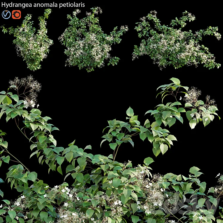 Hydrangea anomala petiolaris – Climbing Hydrangea 02 3DS Max