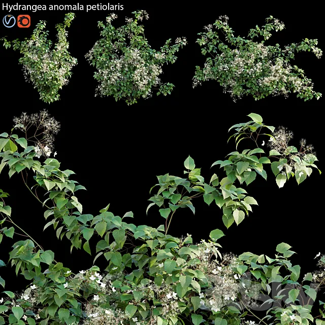 Hydrangea anomala petiolaris – Climbing Hydrangea 02 3DSMax File