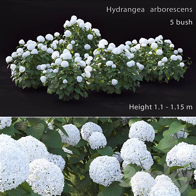 Hydrangea arborescens 3DSMax File