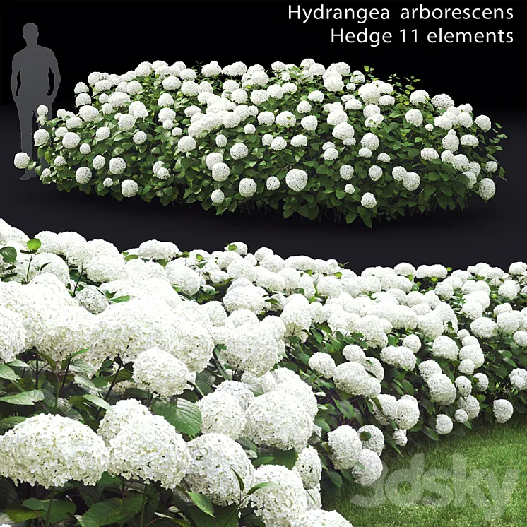 Hydrangea arborescens hedge 3DS Max