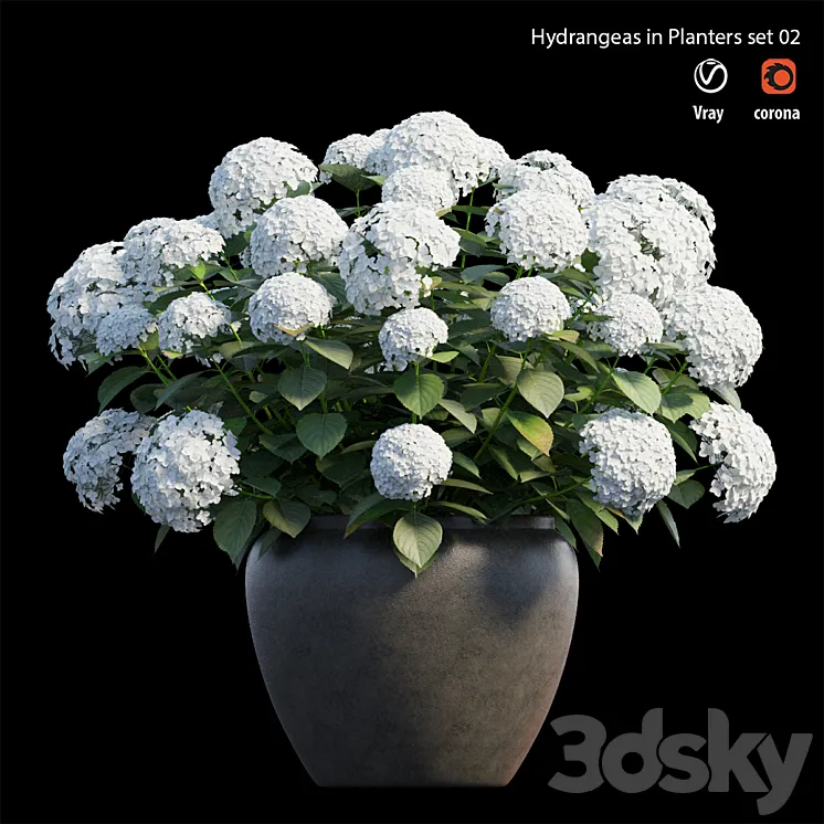 Hydrangea in planters set 02 3DS Max