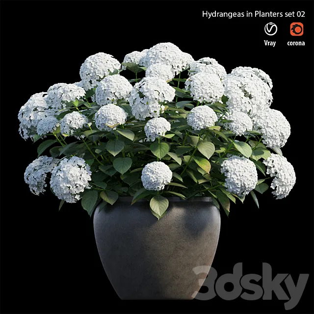 Hydrangea in planters set 02 3DSMax File
