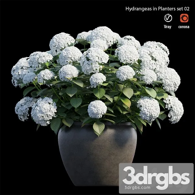 Hydrangea in planters set 02