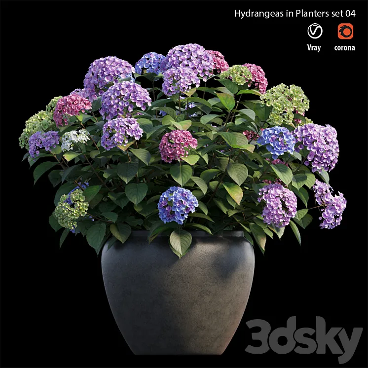 Hydrangea in planters set 04 3DS Max
