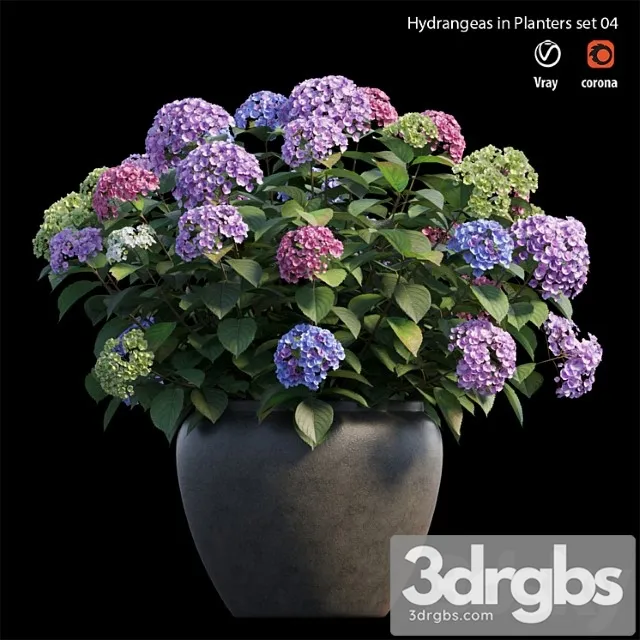 Hydrangea in planters set 04