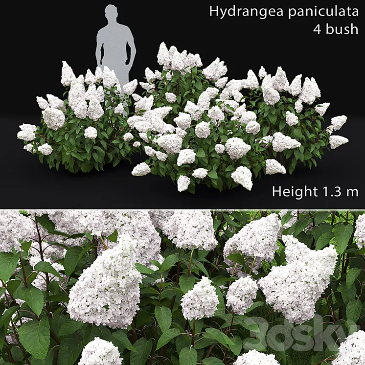 Hydrangea Paniculata 3DS Max