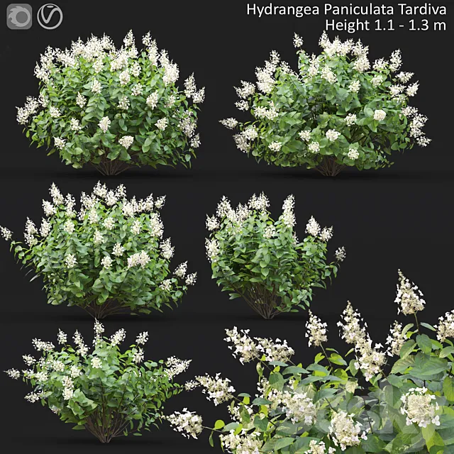 Hydrangea Paniculata 3ds Max