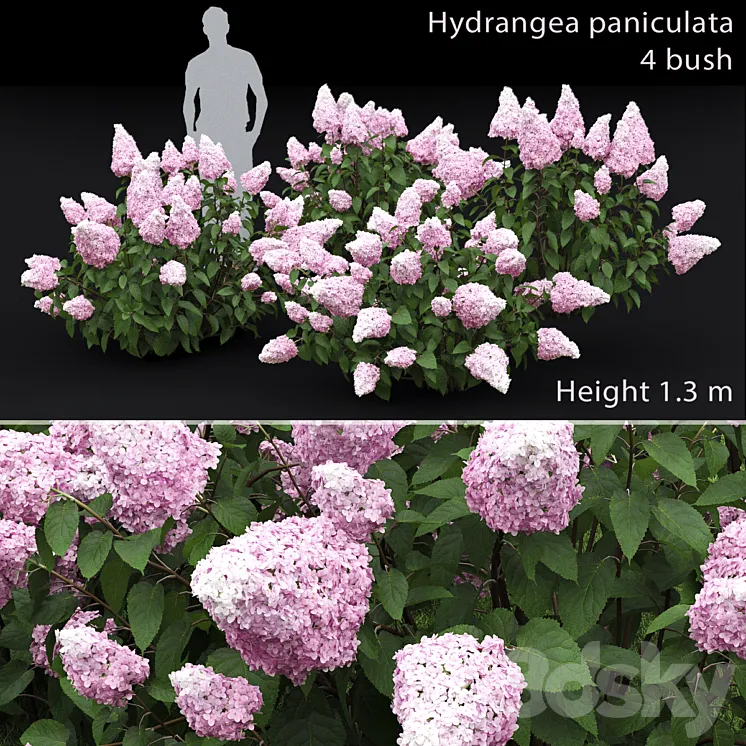 Hydrangea paniculata 3DS Max