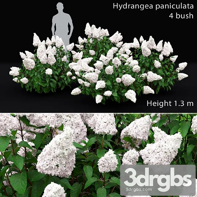 Hydrangea paniculata_1