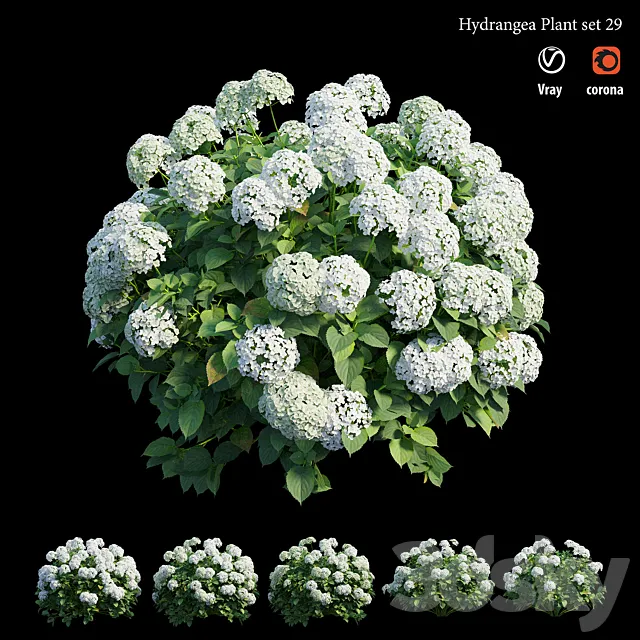 Hydrangea Plant set 29 3DS Max Model