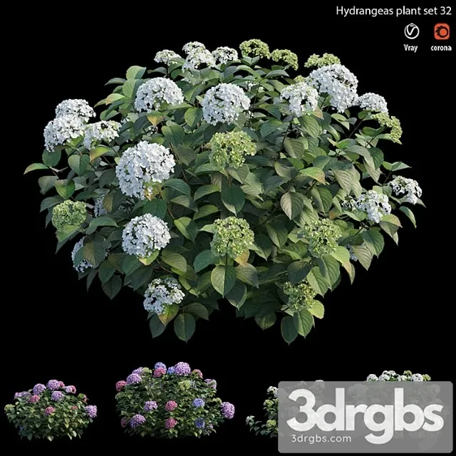 Hydrangea plant set 32